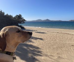 A dog looks out to see on the island of Paros.