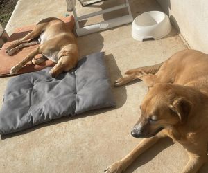 Two dogs basking in the sun.